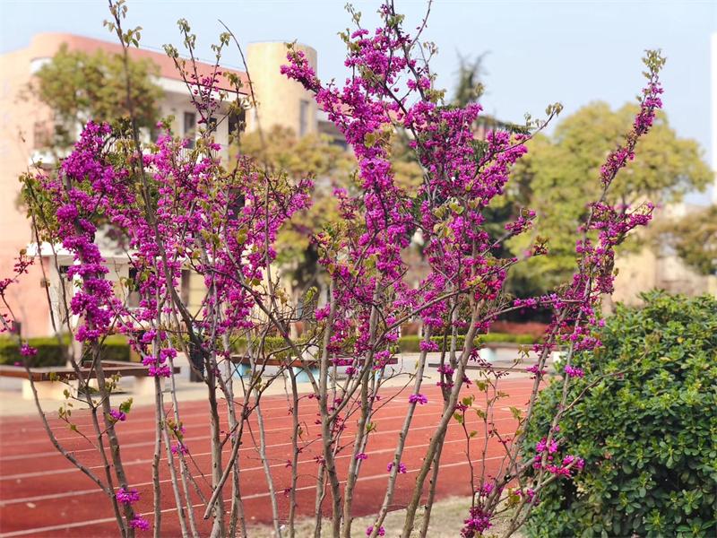 学校的花地里飘来一阵阵清香,小花儿们灿烂地绽放着,似乎在和大家道谢
